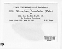 Microsphaera grossulariae image